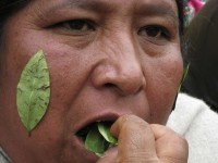 /album/peru/chewing-leaves-jpg/